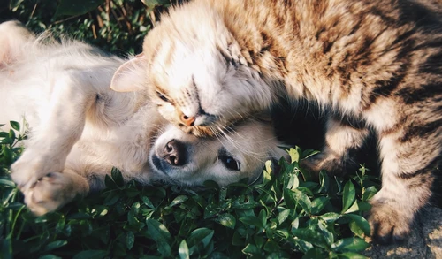 Dog owner comparing pet insurance costs in Durham